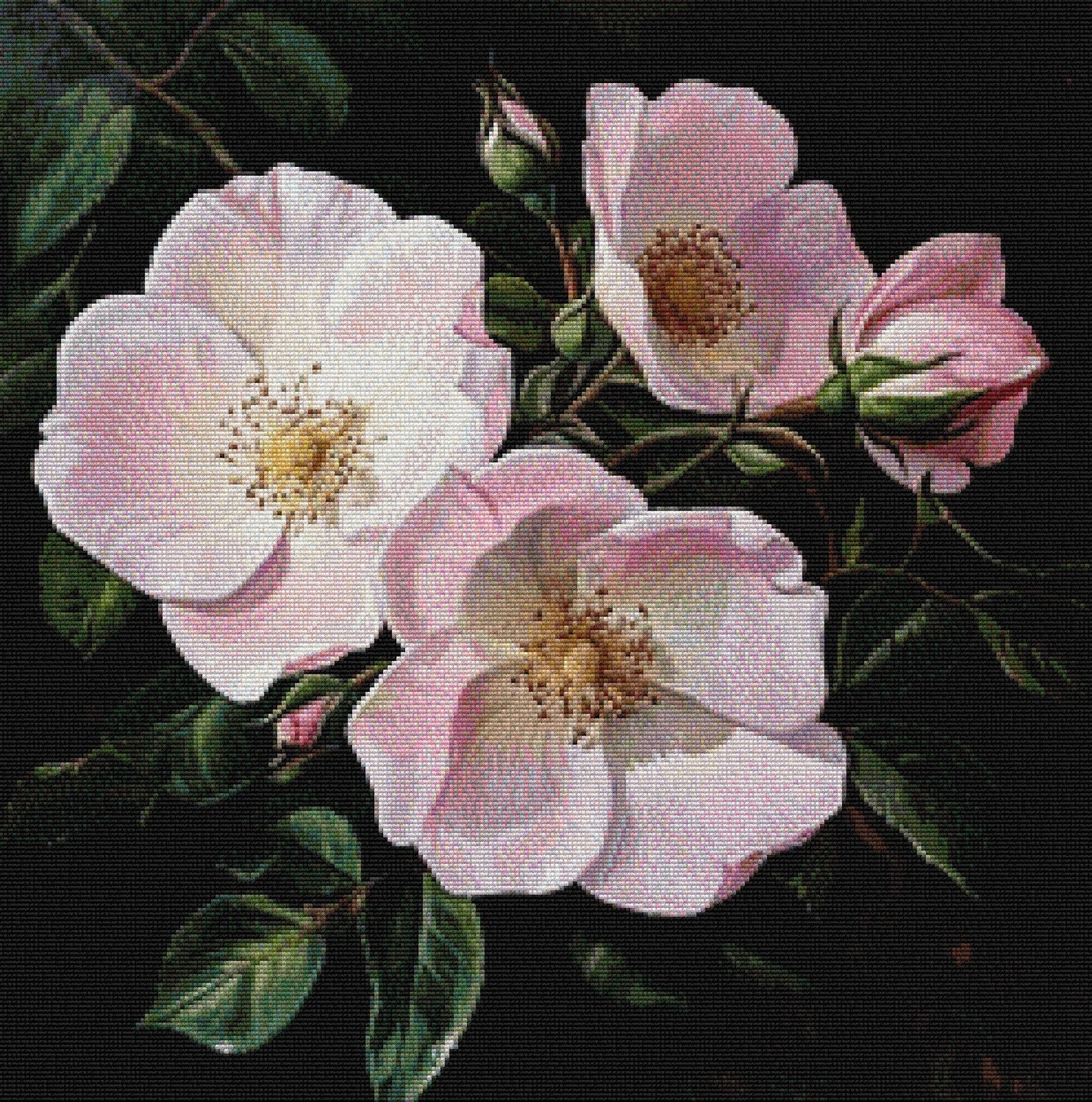 Wild Roses