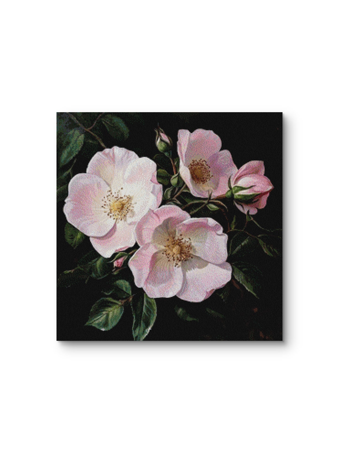 Wild Roses