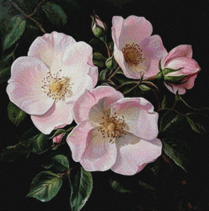 Wild Roses