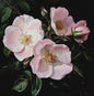 Wild Roses
